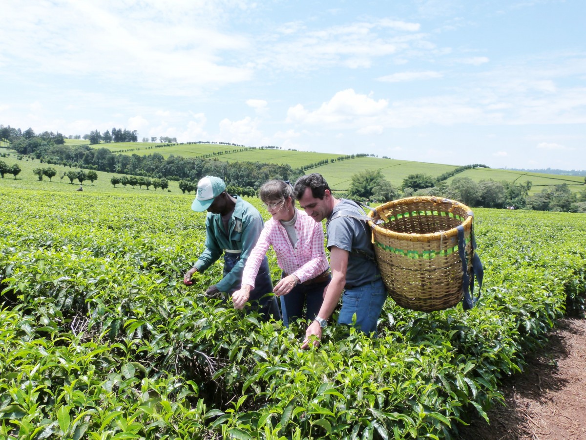 Cosecheras de té con canastos entre las hileras de una plantación en Changoí, Kenia