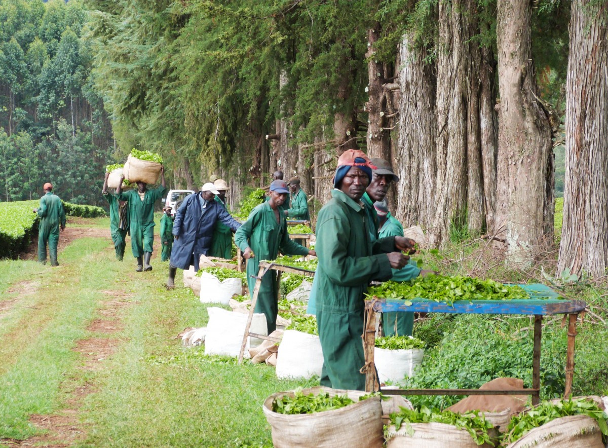 Trabajadores pesan y embolsan la hoja de té cosechada a la sombra de los árboles, en Kenia