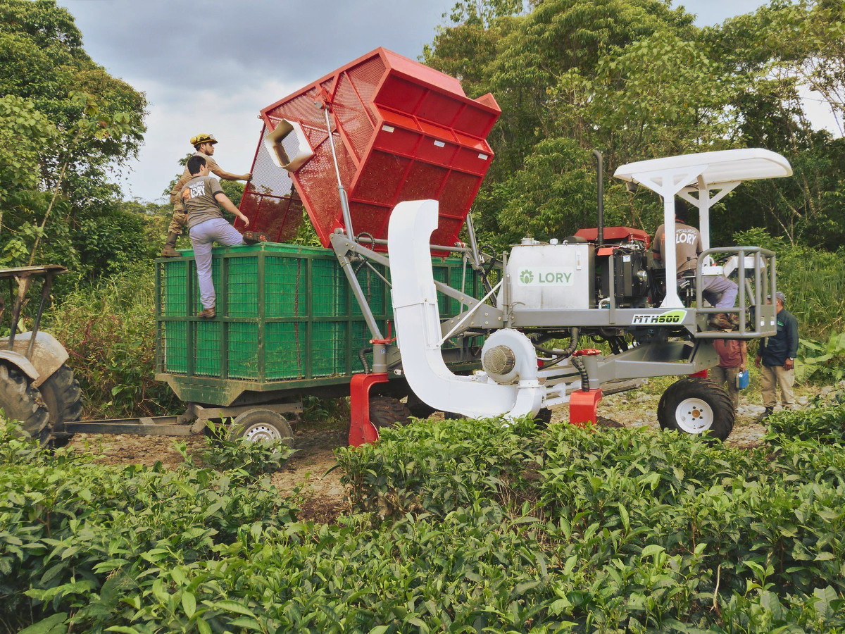 Cosechadora de té Lory MTH-500 cosechando en una plantación de té en Ecuador